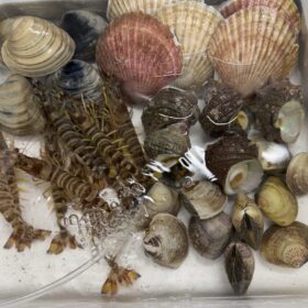 プロの目利き「山本魚伊」さんの活海鮮セット