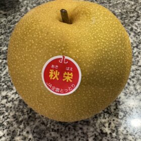 仲卸会社「丸仙商店」さん厳選の鳥取県産 ブランド梨「秋栄」
