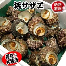 兵庫県から「山米鮮魚」さんの磯の香りを楽しむ 浜坂産 活さざえ