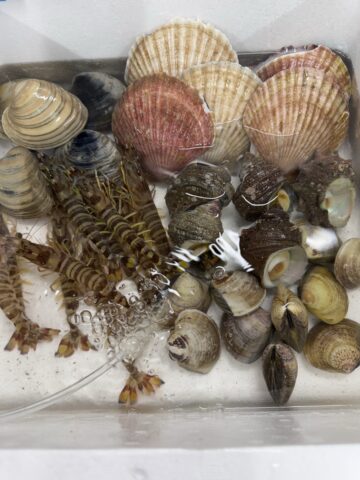 プロの目利き「山本魚伊」さんの活海鮮セット